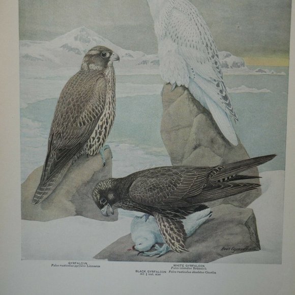 Antique 1915 Louis Agassiz Fuertes Print DDL61 - Picture 2 of 3